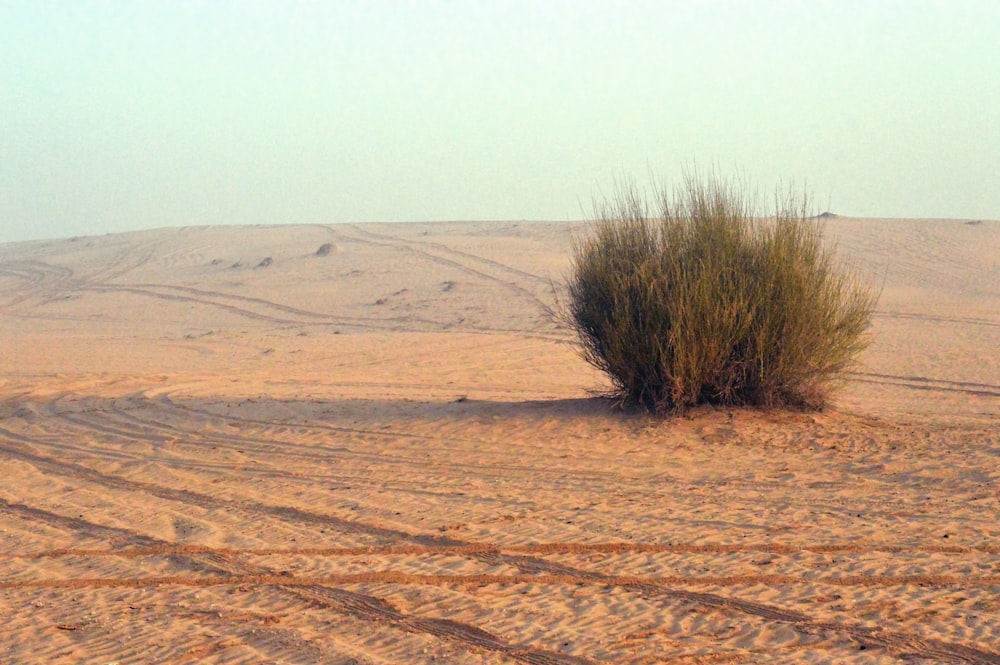 brown grass on brown sand during daytime