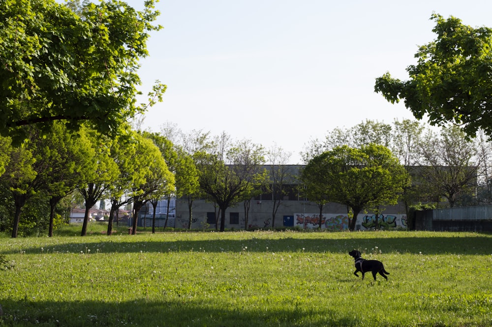 Schwarzer Kurzmantel mittlerer Hund tagsüber auf grünem Grasfeld