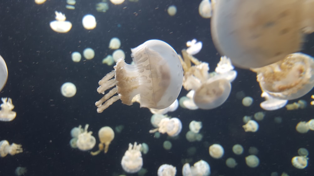 white jellyfish in water during daytime