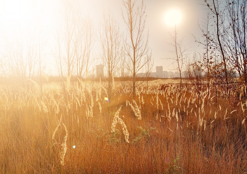 brown grass field during daytime