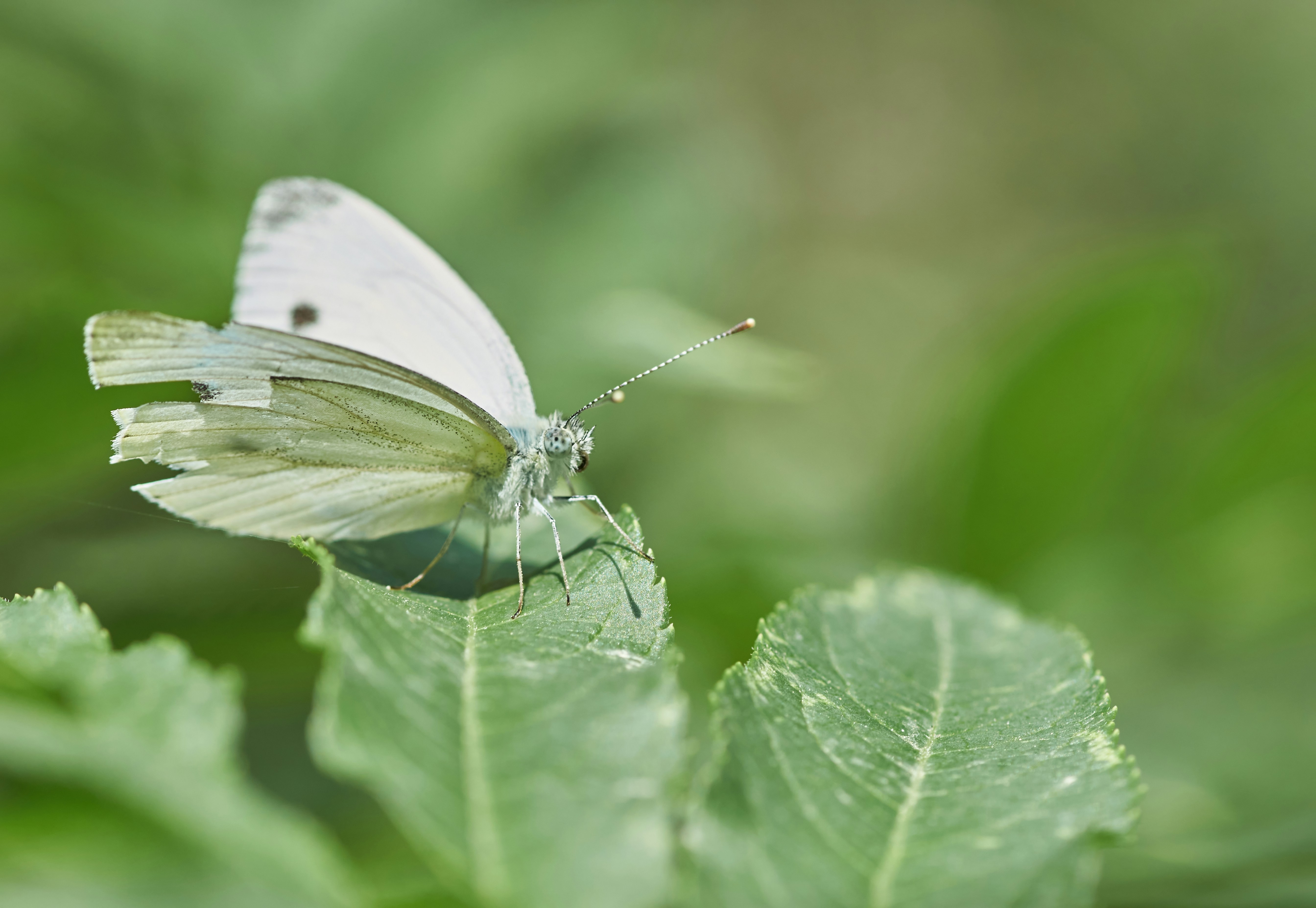 Photo by wolfgang_hasselmann