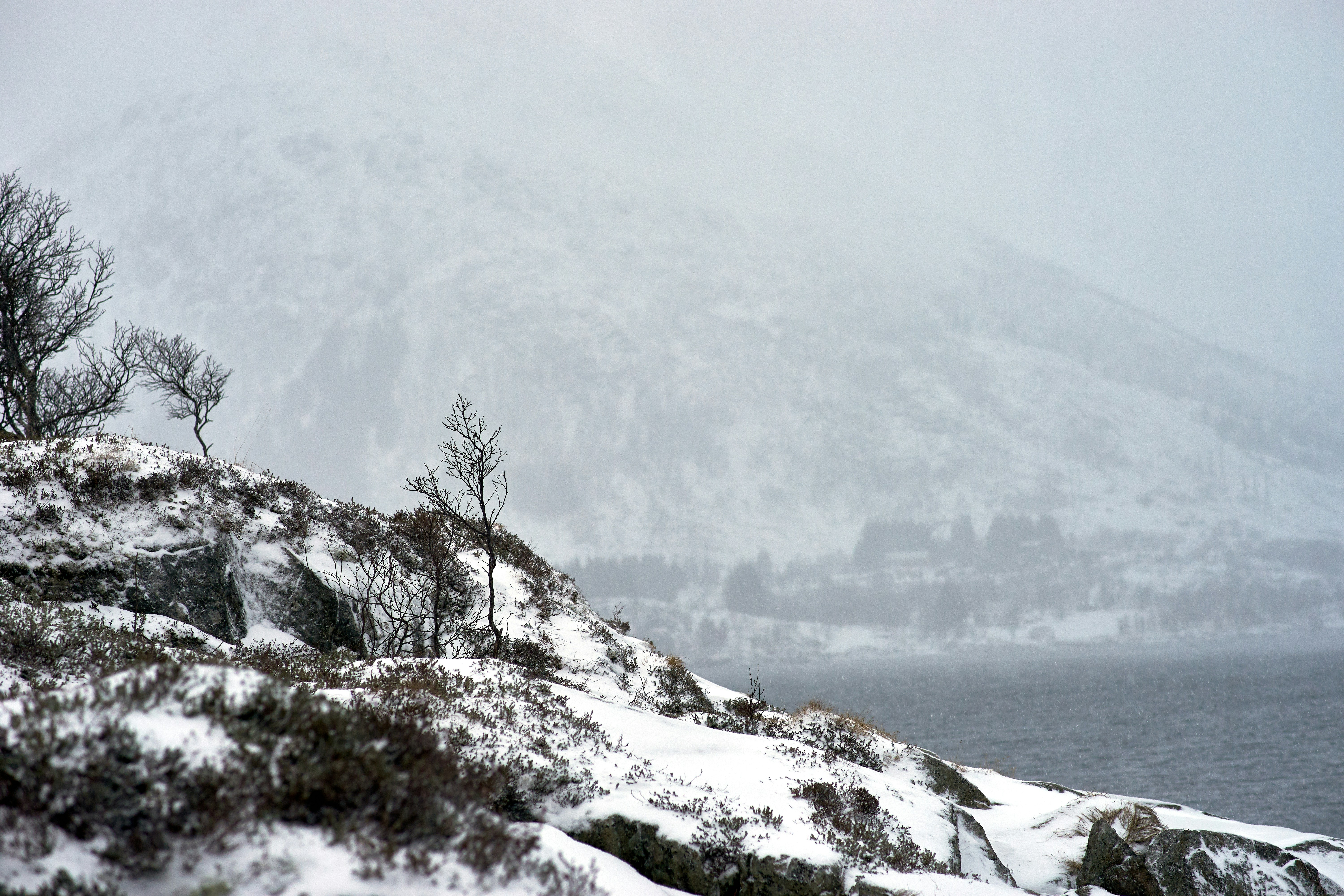 Photo by wolfgang_hasselmann