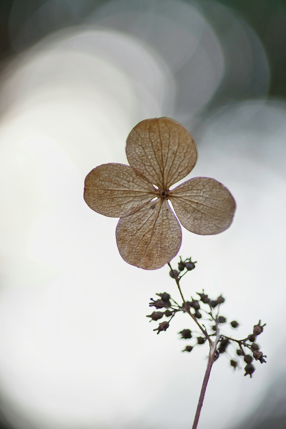 brown and white flower in close up photography