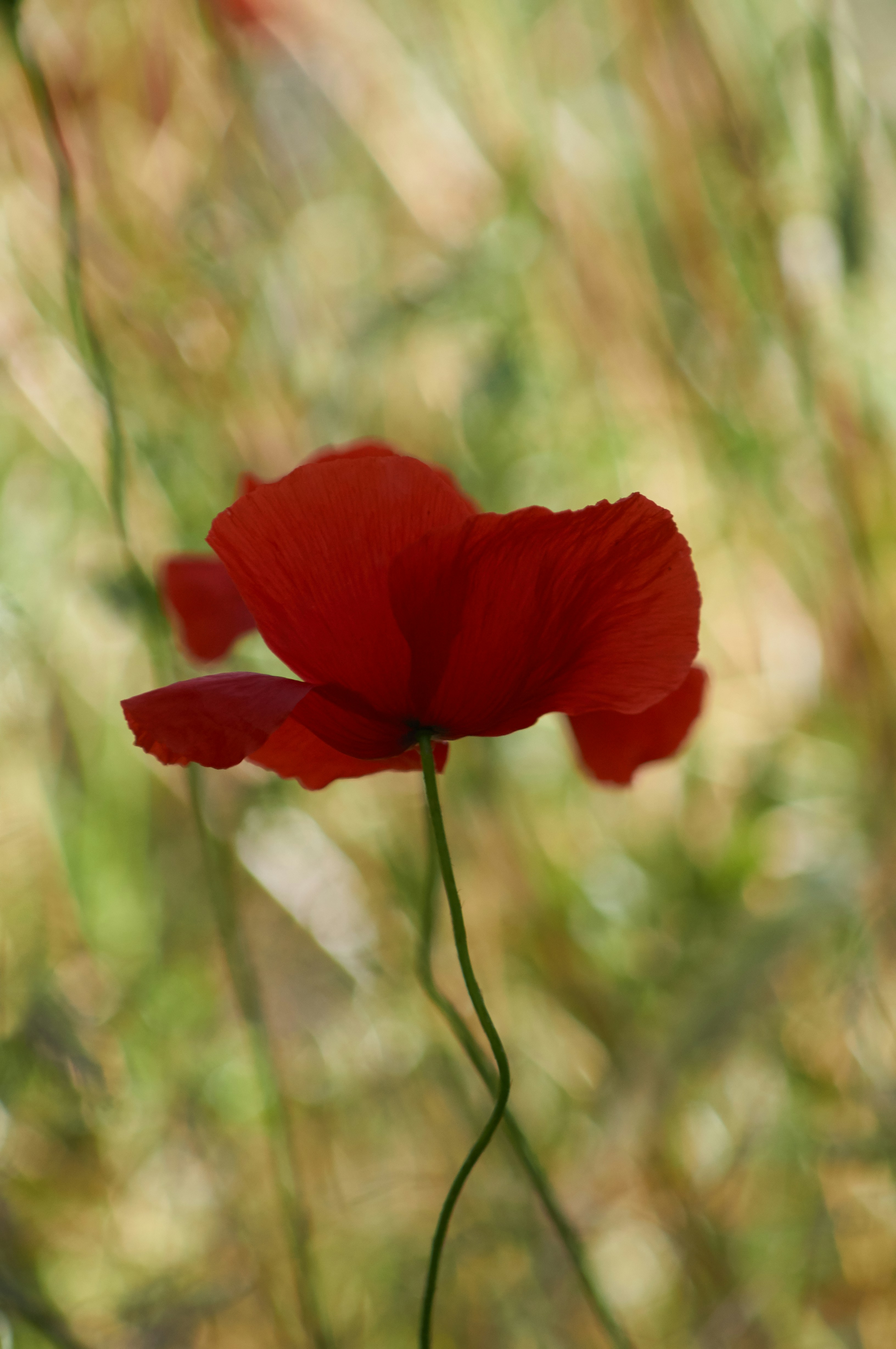 Photo by wolfgang_hasselmann