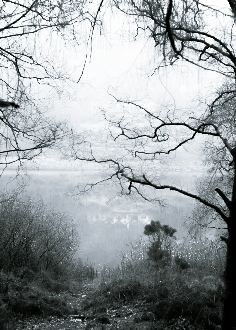 green grass and trees covered with fog