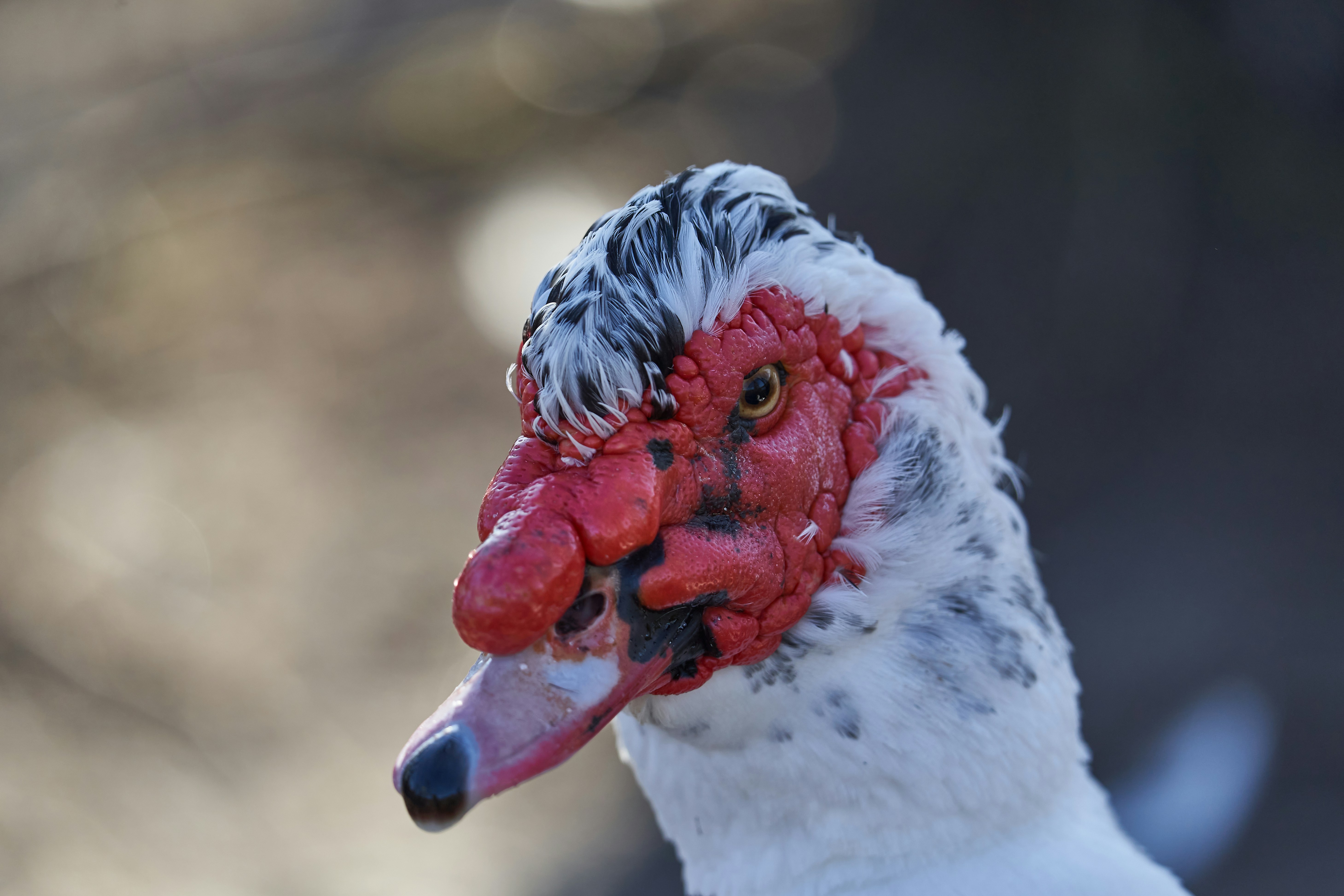 Photo by wolfgang_hasselmann