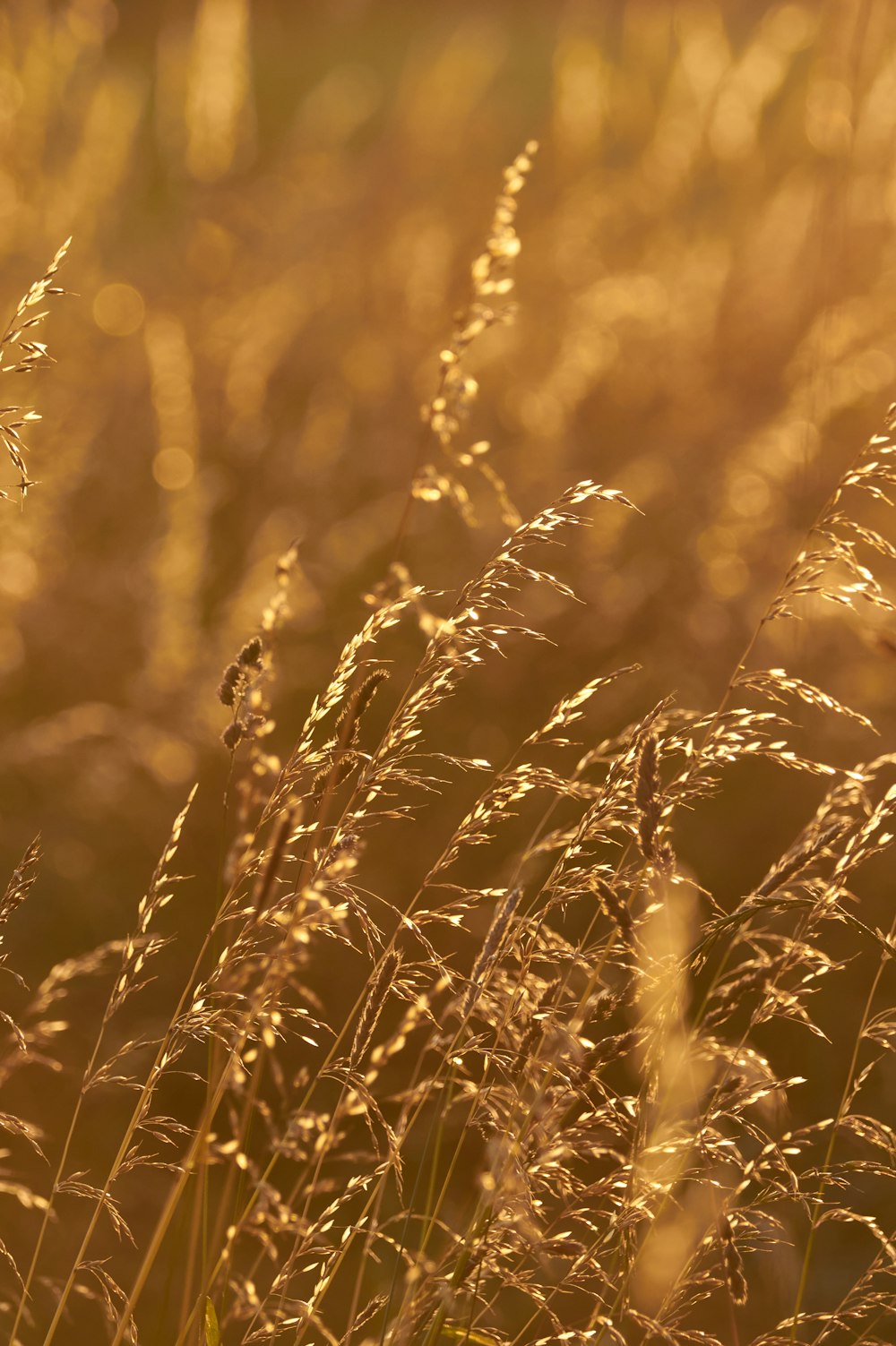 brown wheat field during daytime