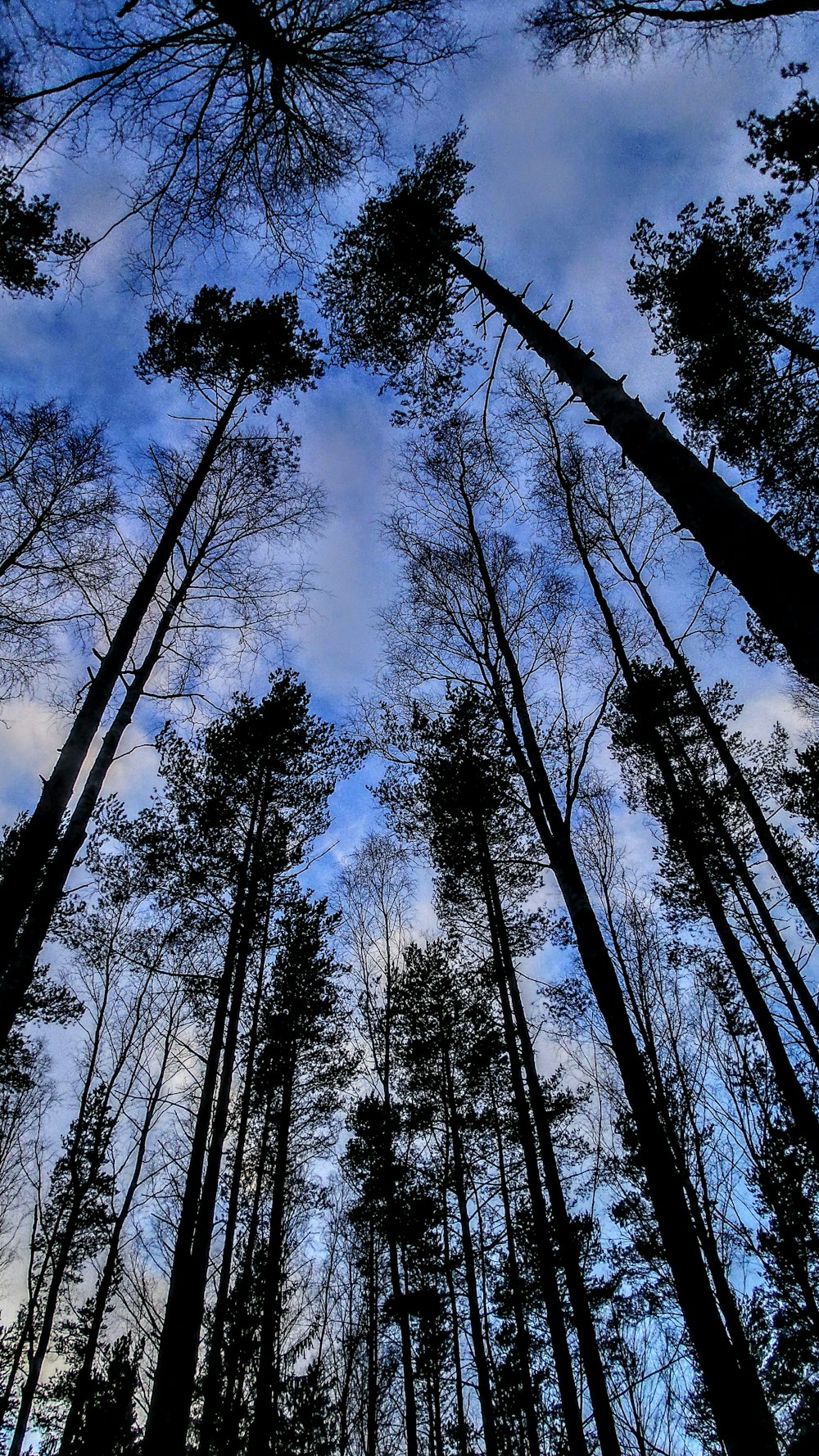 worms eye view of trees during daytime