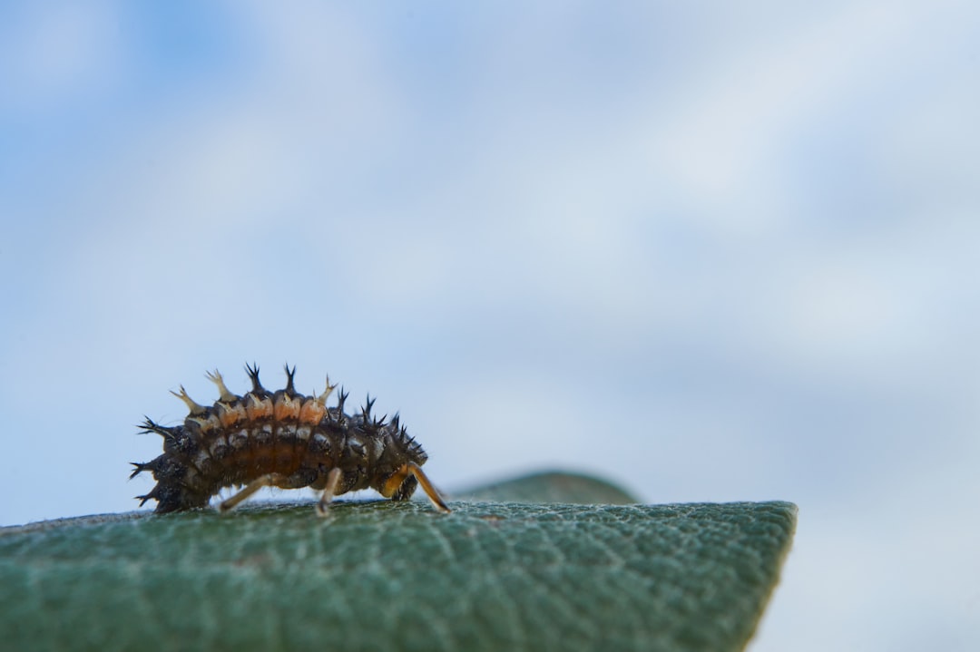 brown and black caterpillar on green leaf in close up photography during daytime