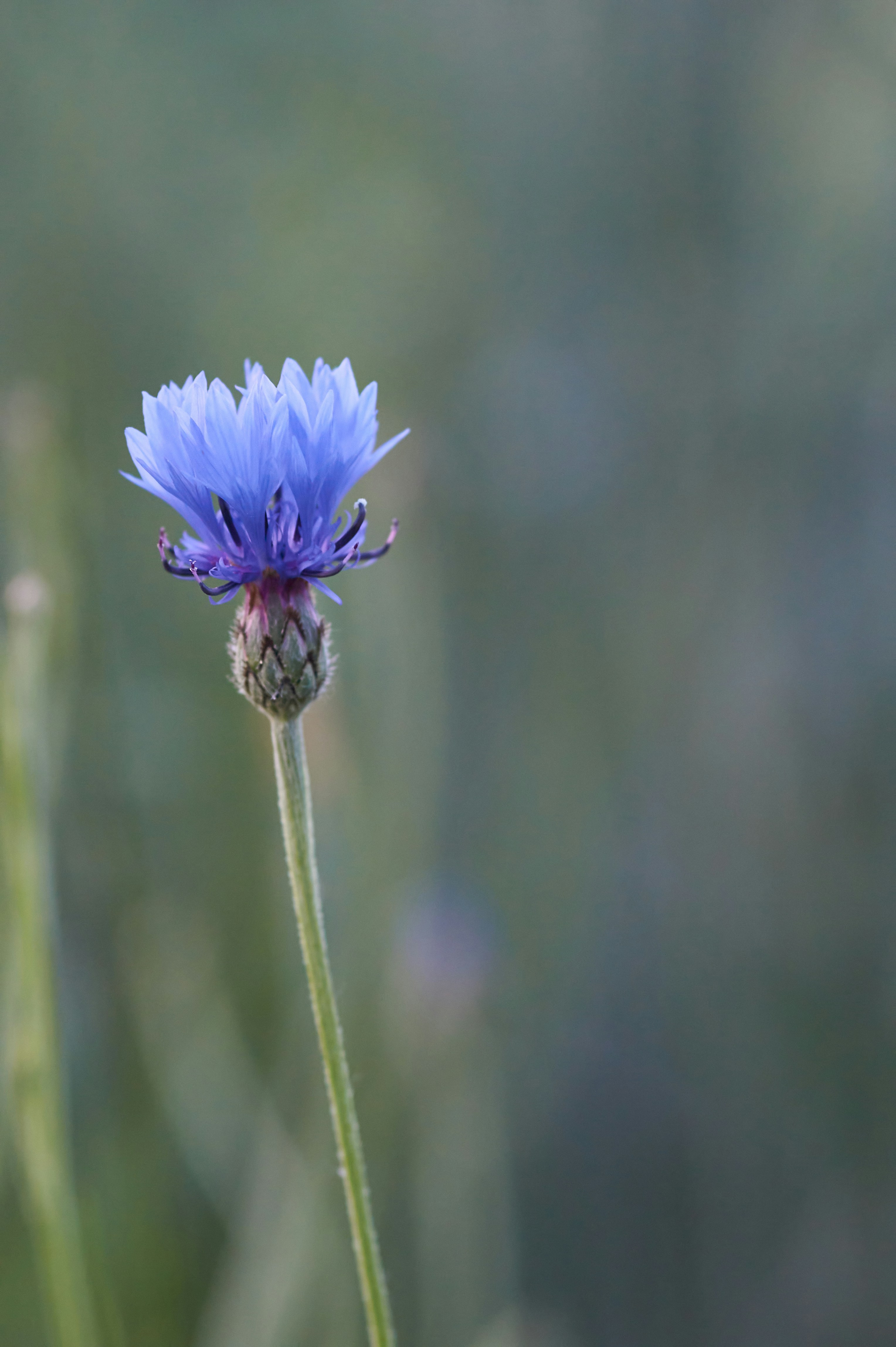 Photo by wolfgang_hasselmann