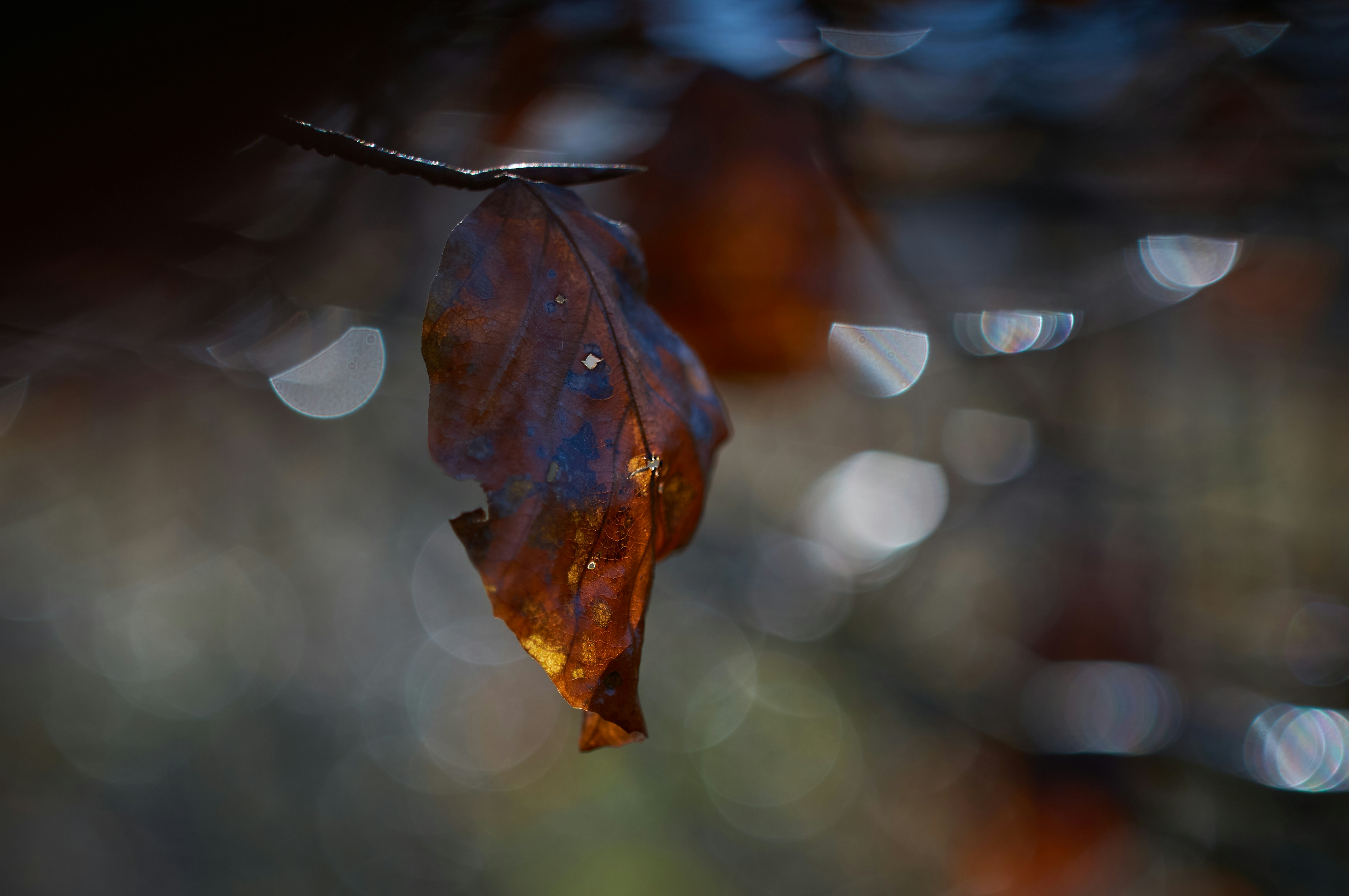 Photo by wolfgang_hasselmann