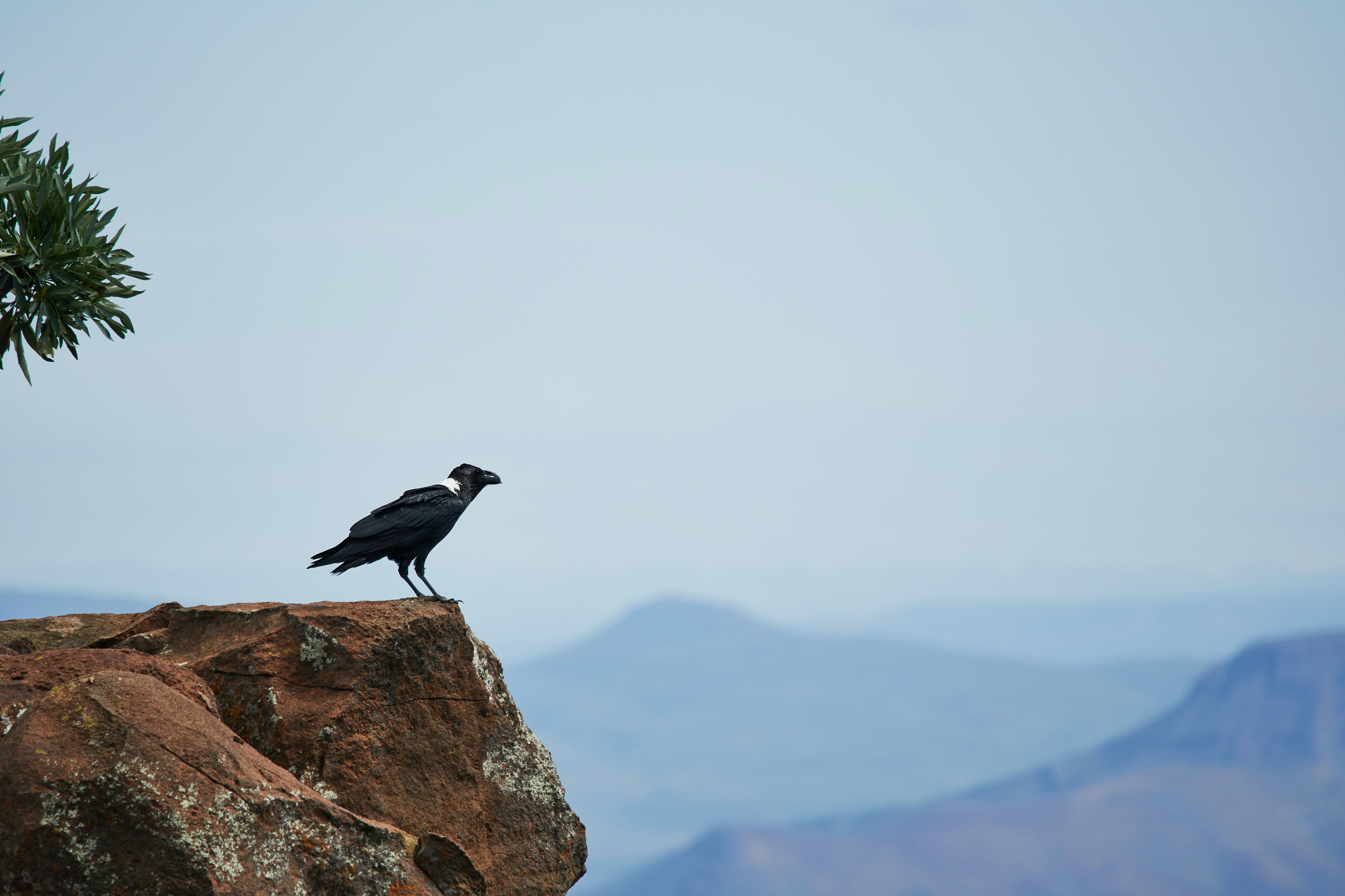 Photo by wolfgang_hasselmann