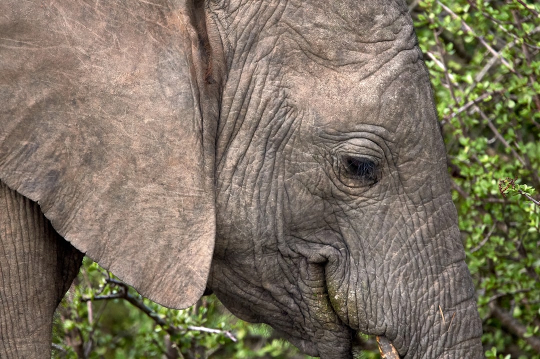 grey elephant in close up photography