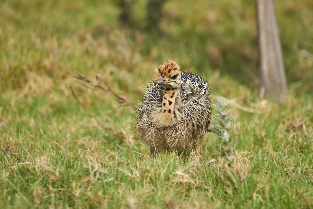 brown and black leopard on green grass field during daytime