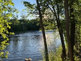 green trees beside body of water during daytime