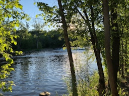 green trees beside body of water during daytime