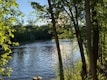 green trees beside body of water during daytime