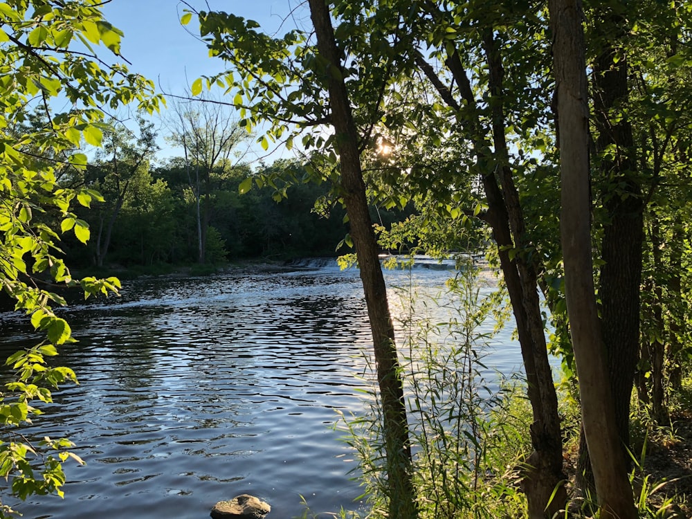 arbres verts au bord d’un plan d’eau pendant la journée