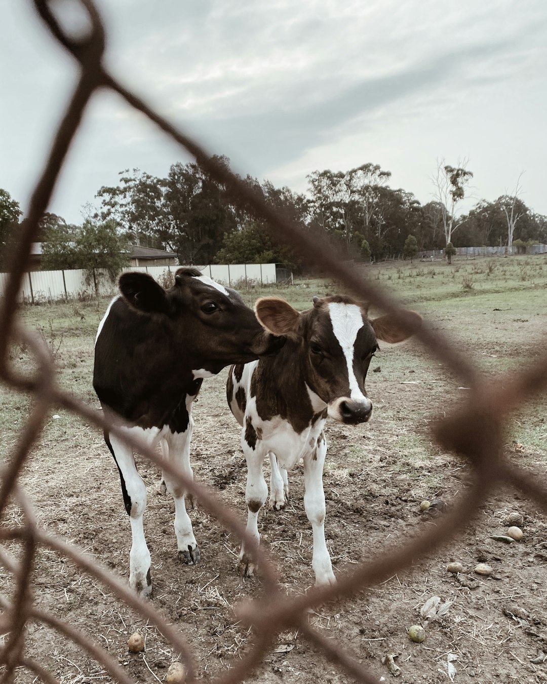 black and white cow on brown field during daytime