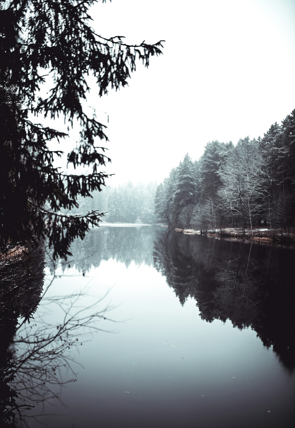 green trees beside lake during daytime