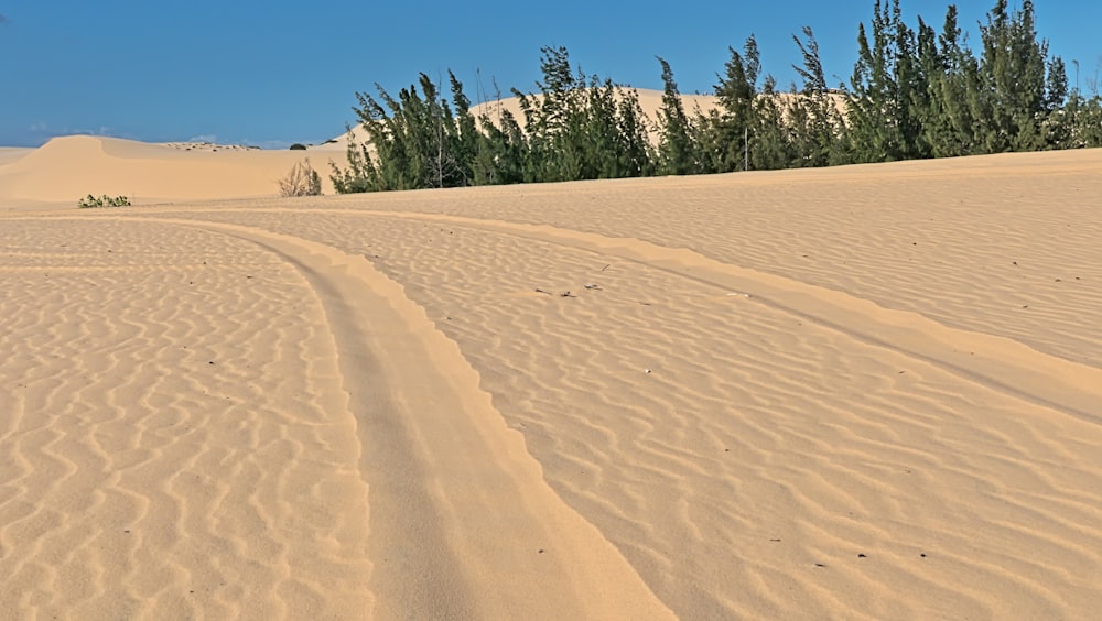 green palm tree on brown sand under blue sky during daytime