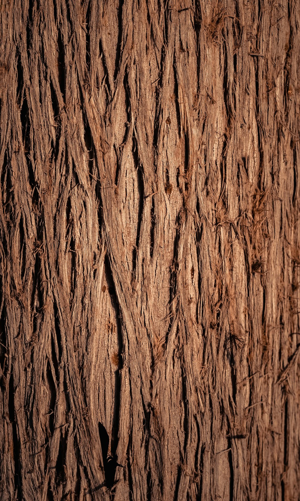 brown and black tree trunk