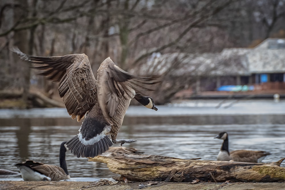 brown and white duck on brown tree trunk