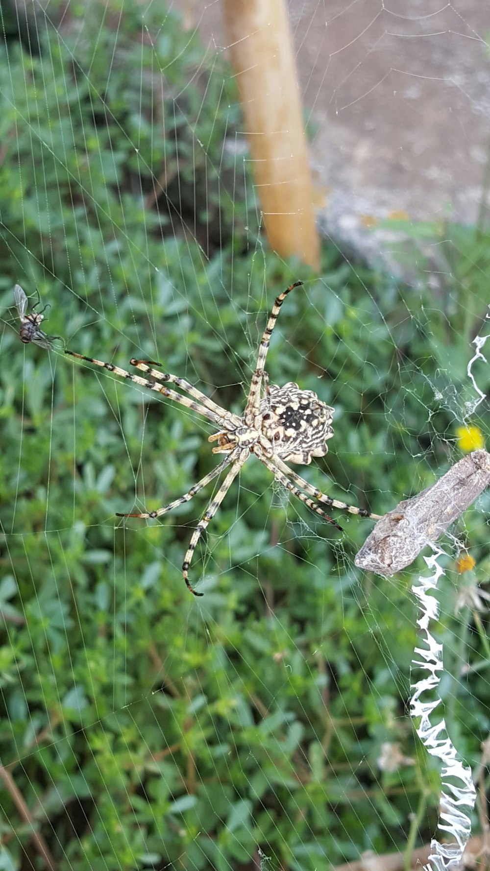 brown and black spider on web in close up photography during daytime