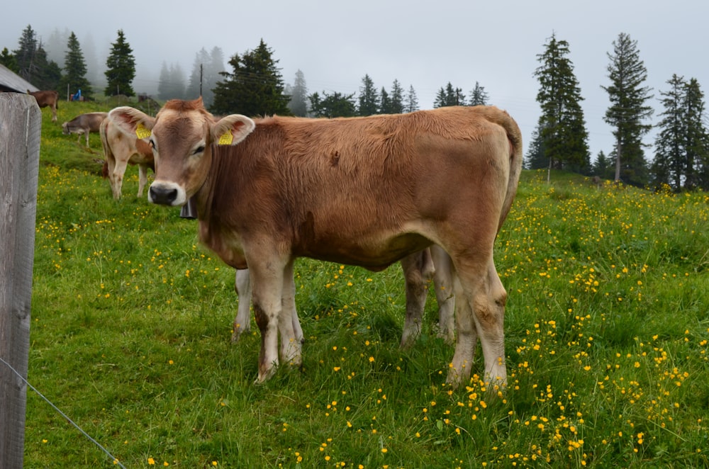 brown cow on green grass field during daytime