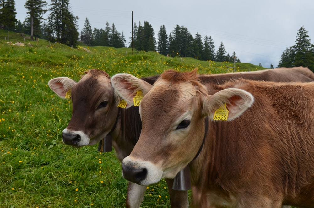 brown cow on green grass field during daytime