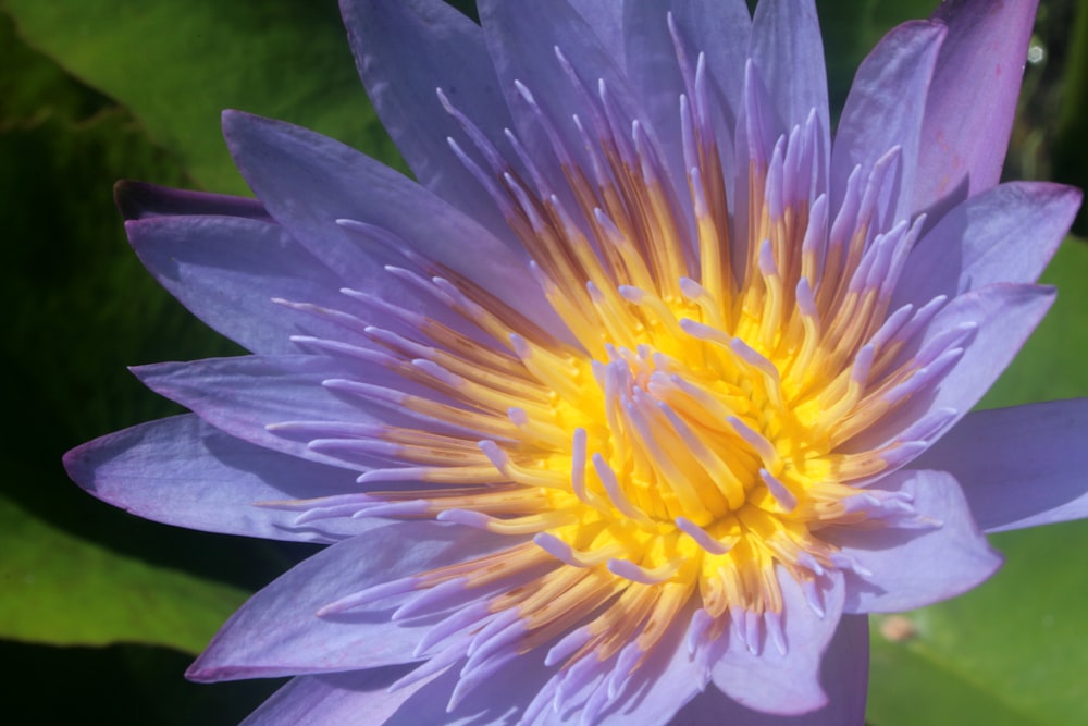 purple and yellow flower in macro lens