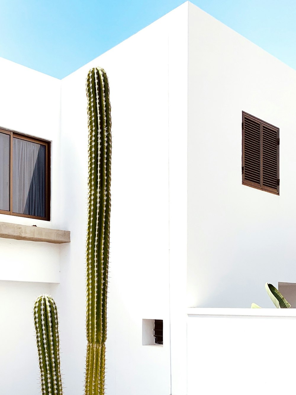 cactus plant beside white wall