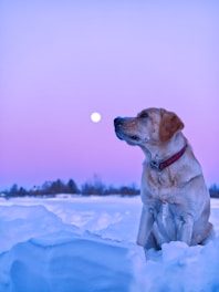 yellow labrador retriever on snow covered ground during daytime