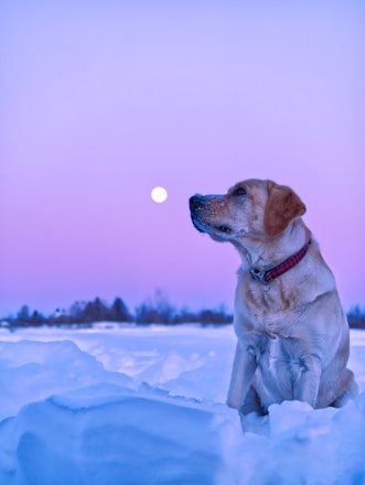 yellow labrador retriever on snow covered ground during daytime