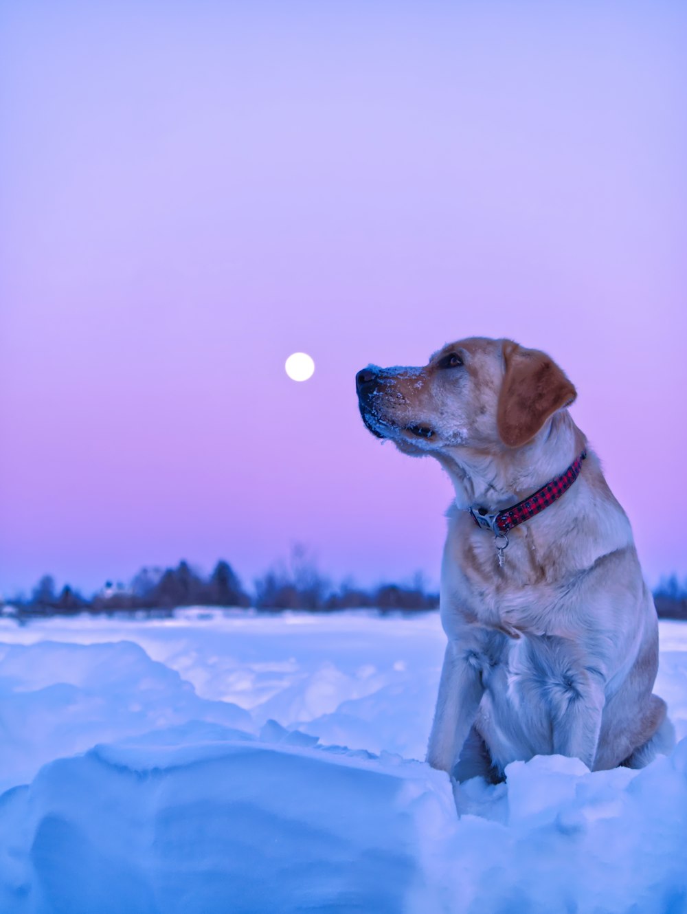 labrador retriever amarelo no chão coberto de neve durante o dia