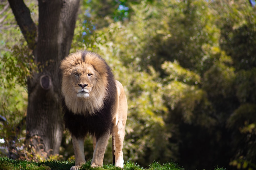 lion on green grass during daytime