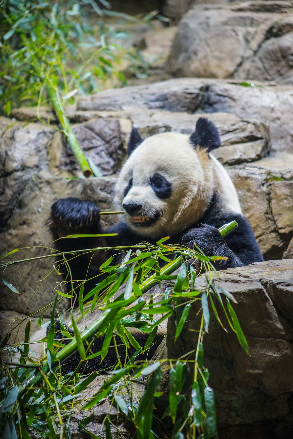 white and black panda on brown tree branch during daytime