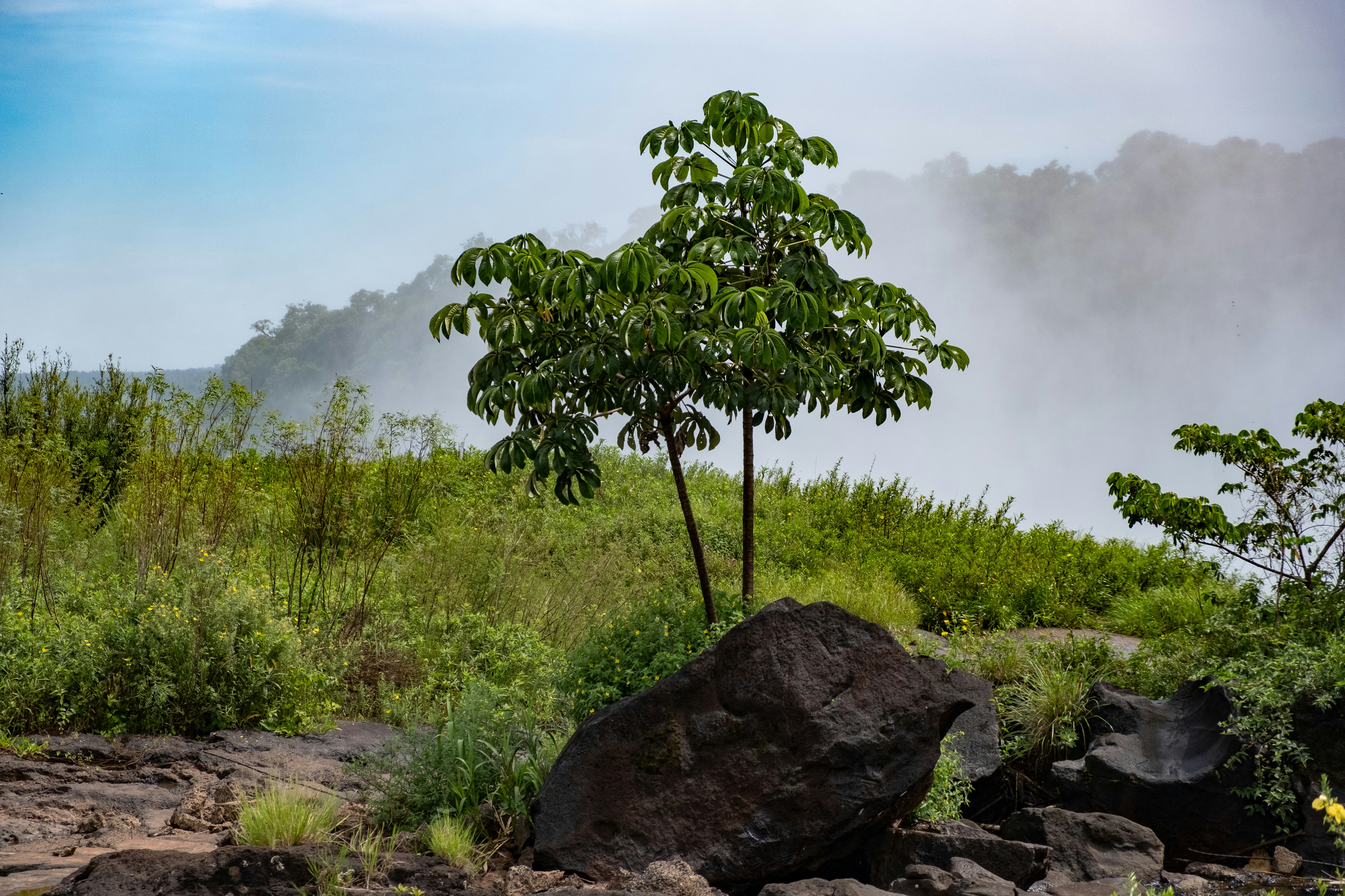 green tree on gray rock, 
