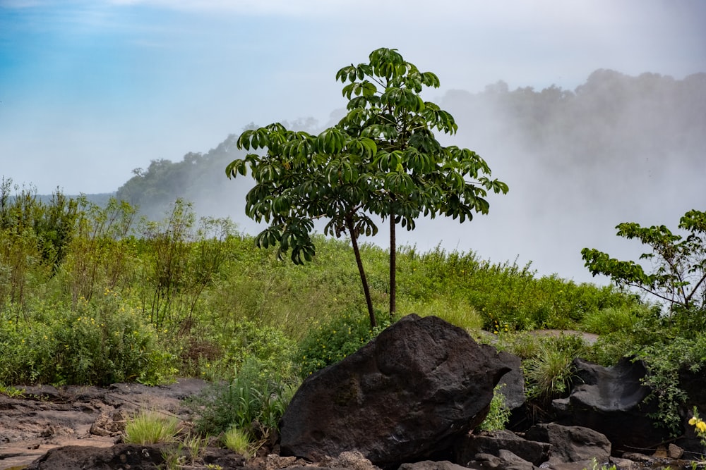 Árbol verde sobre roca gris