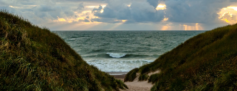 green grass on rocky shore during daytime