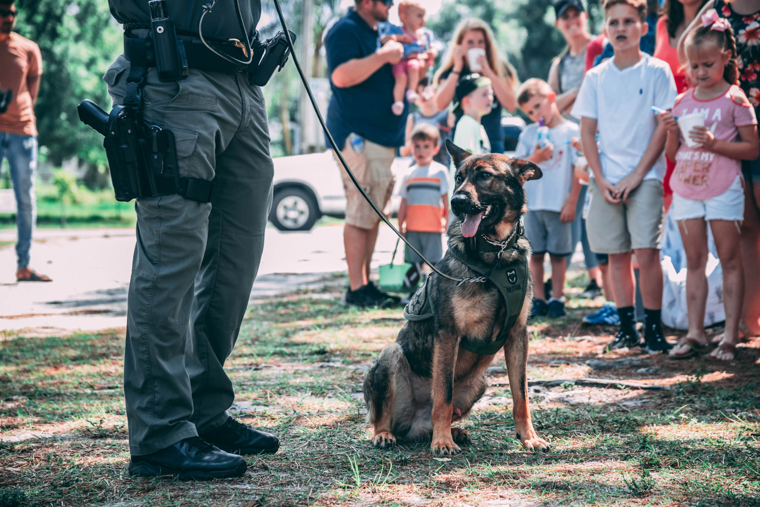 Trained K-9 standing with its handler during a working-dog demonstration