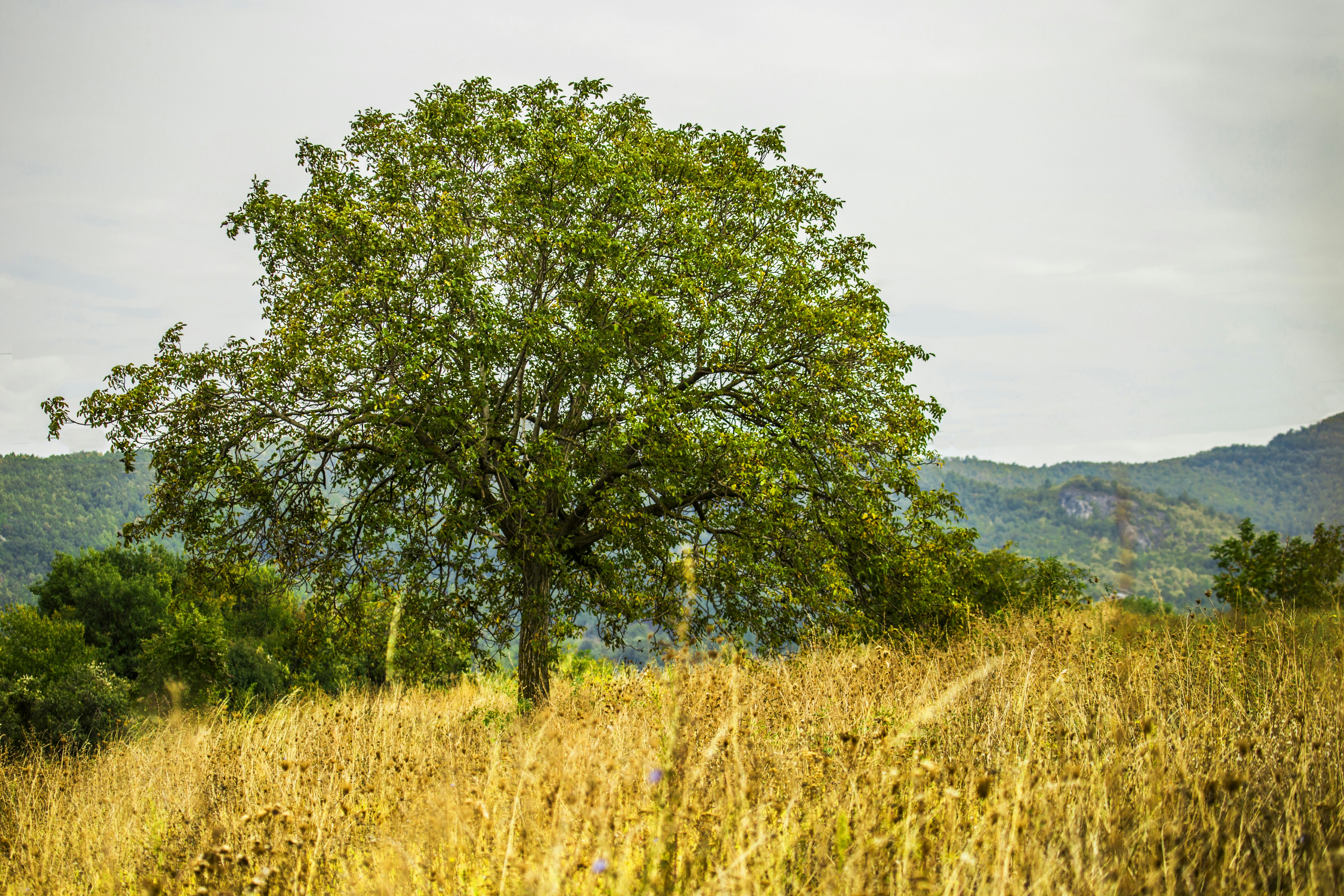 Photo by vranilo