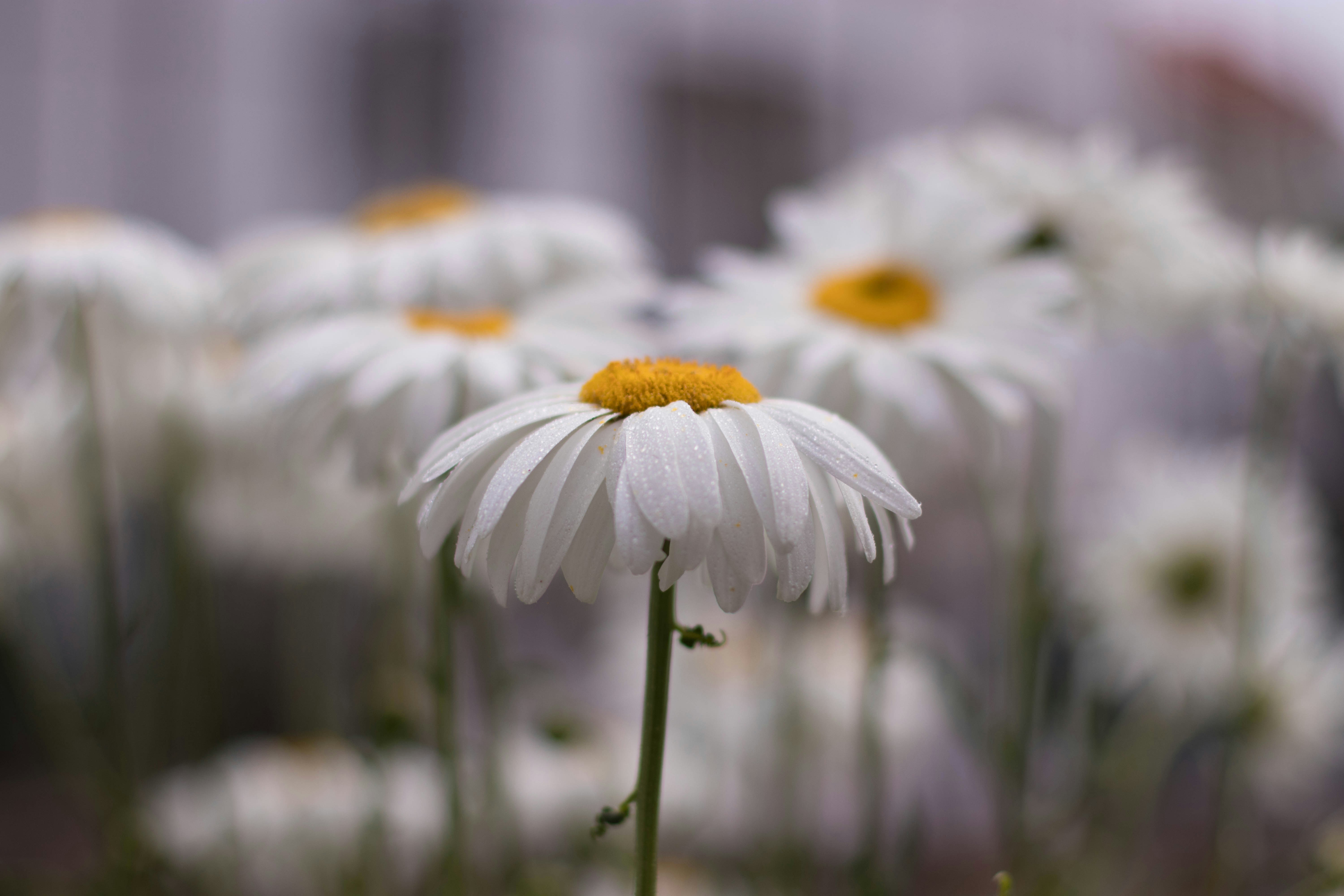 Photo by sonianadales