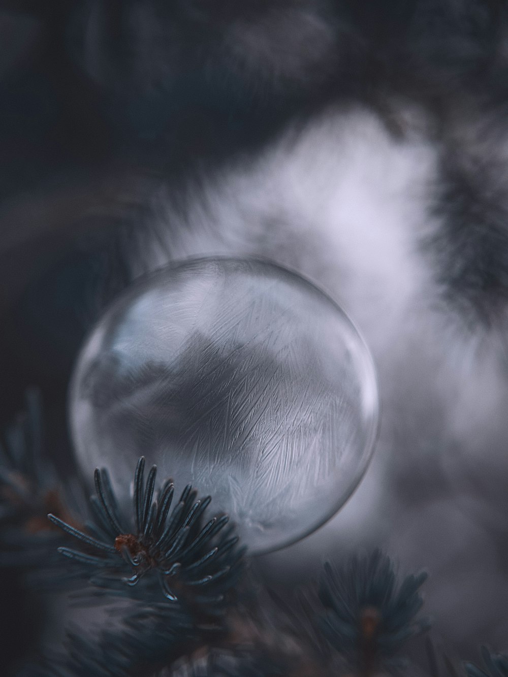 water drop on white dandelion