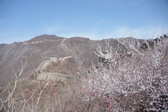 The image features the Great Wall of China stretching across a mountainous landscape. In the foreground, cherry blossoms in full bloom add a touch of color and vibrancy to the scene. The mountains are sparsely covered with vegetation, and the sky is clear and blue.
