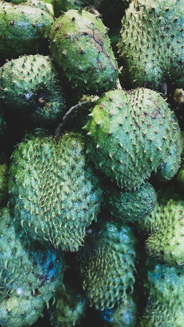 Green spiky soursop guanabana fruit