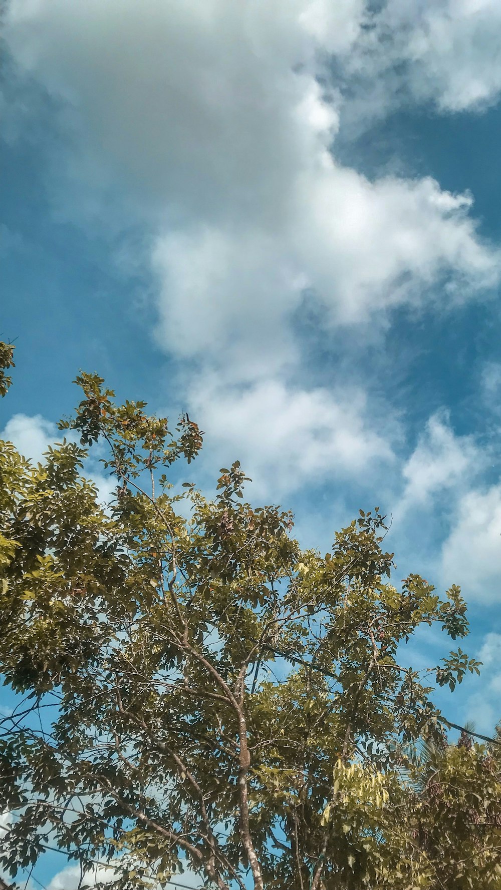 árbol verde bajo el cielo azul y nubes blancas durante el día