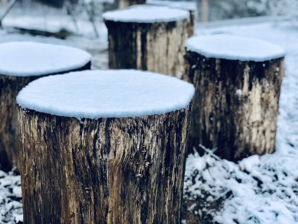 snow covered tree trunk during daytime