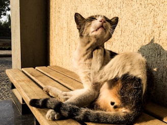 A cat is seated on a wooden bench, grooming itself by scratching with one of its hind legs. The background features a textured wall, and the lighting suggests a warm, sunny environment with strong shadows cast by the sunlight.