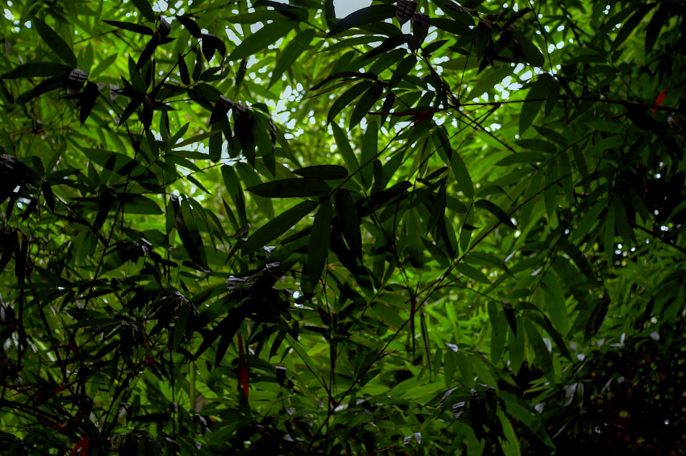 foglie verdi durante il giorno